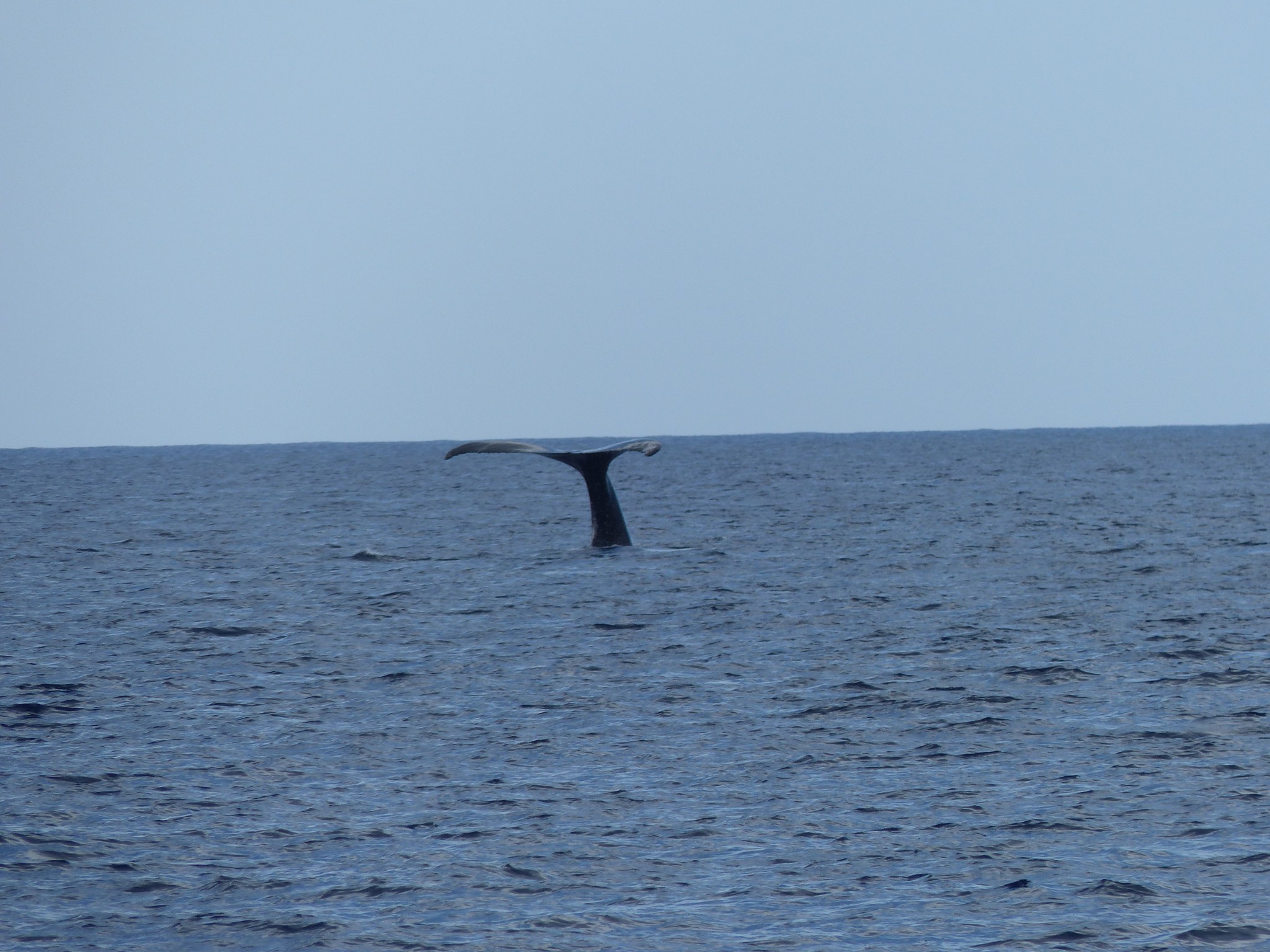 Lots and lots of Humpback Whales in Maui