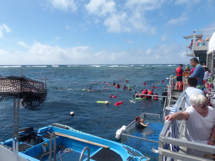Snorkeling at Great Barrier Reef