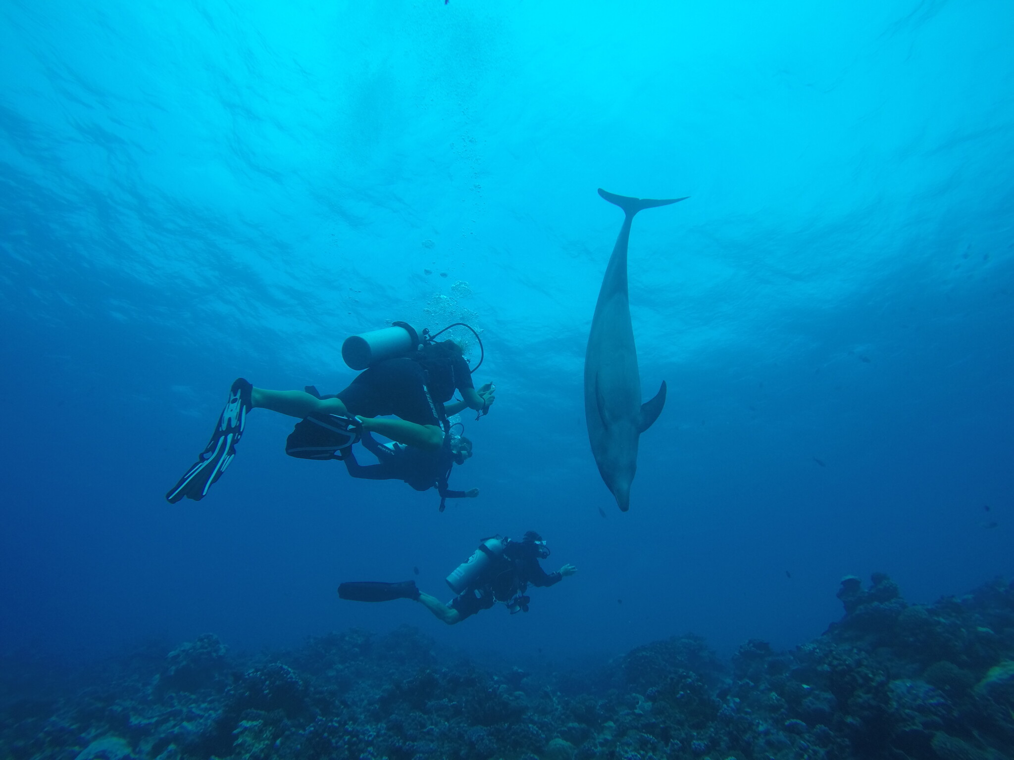 Rangiroa: Diving, dolphins, and Open Water certificate for Noah