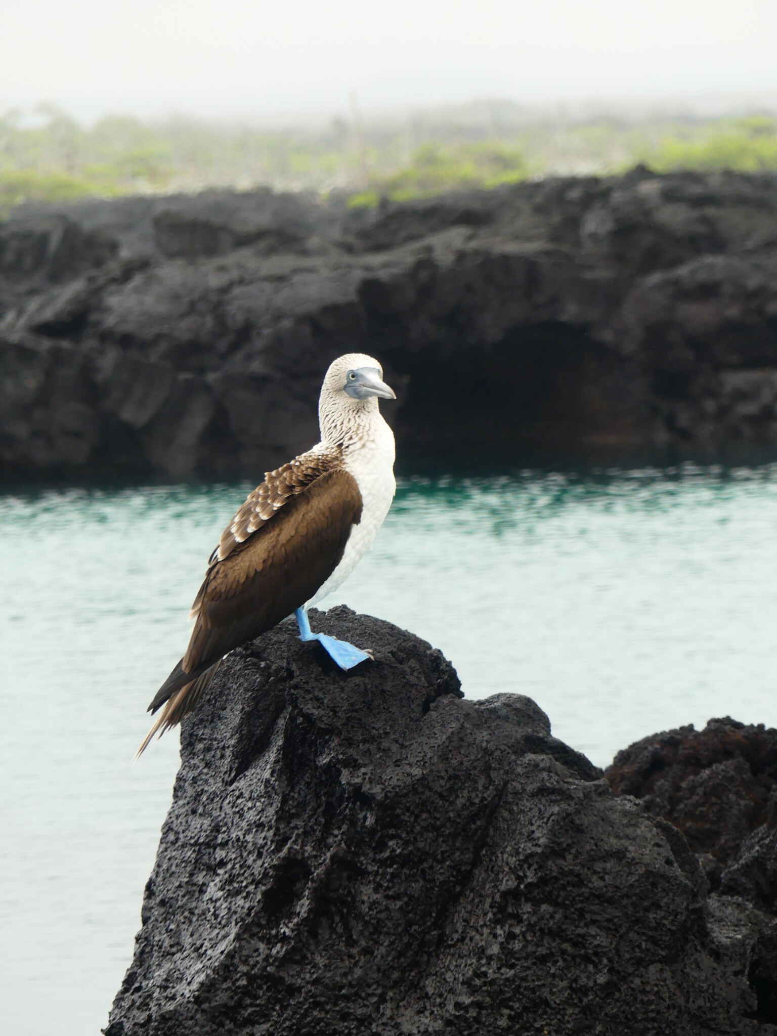 Flying to Isabela, hiking to the Wall of Tears and visiting Los Tuneles