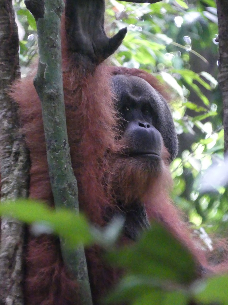 A wild male orangutan in the Bukit Lawang rainforest